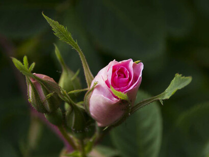 Trasformare le emozioni invisibili in emozioni sensorialmente percepibili