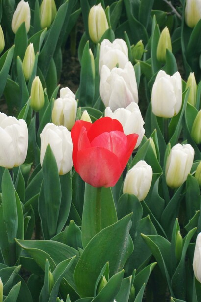 Muchas veces, la discriminación ocurre porque lo desconocido genera incomodidad en los demás