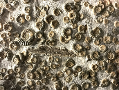Materiale organico trasformato in pietre dalla lunga permanenza nelle pieghe terrestri