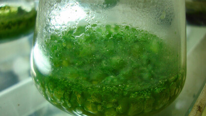 Coltura di cianobatteri