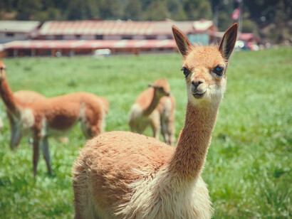 Los antiguos pobladores de los Andes asociaban a la vicuña con las deidades, y su fibra era exclusiva de la nobleza en tiempos incaicos