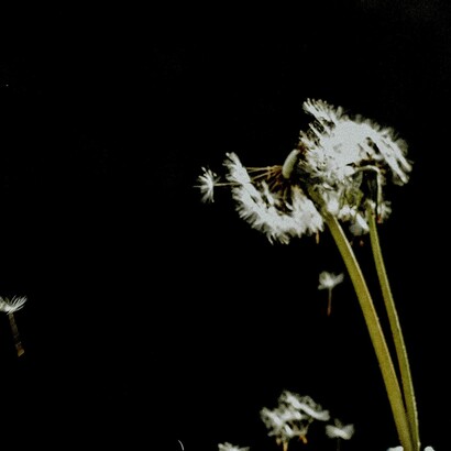 Individual e intransferible