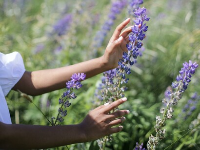 Ragazza all'aria aperta prende in mano la lavanda