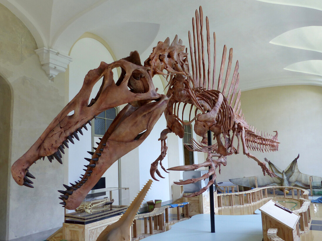 La ricostruzione scheletrica di Spinosaurus rimontata all'interno di Palazzo Dugnani, per la prima tappa europea della mostra “Spinosaurus. Il gigante perduto del Cretaceo”