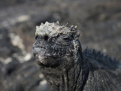 Cabeza de iguana marina, Islas Galápagos, Ecuador
