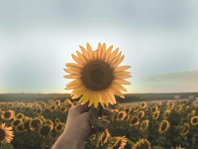 A field worth appreciating