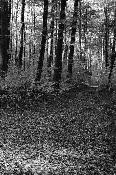 Razones y emociones, o al revés, guían nuestra capacidad para tomar decisiones, su combinación suele llevarnos a las mejores decisiones