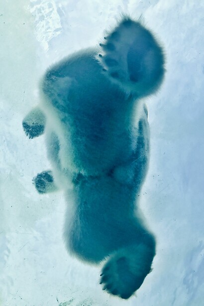 Animali a rischio estinzione