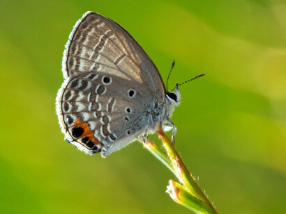 Farfalla che si posa su un ramo 