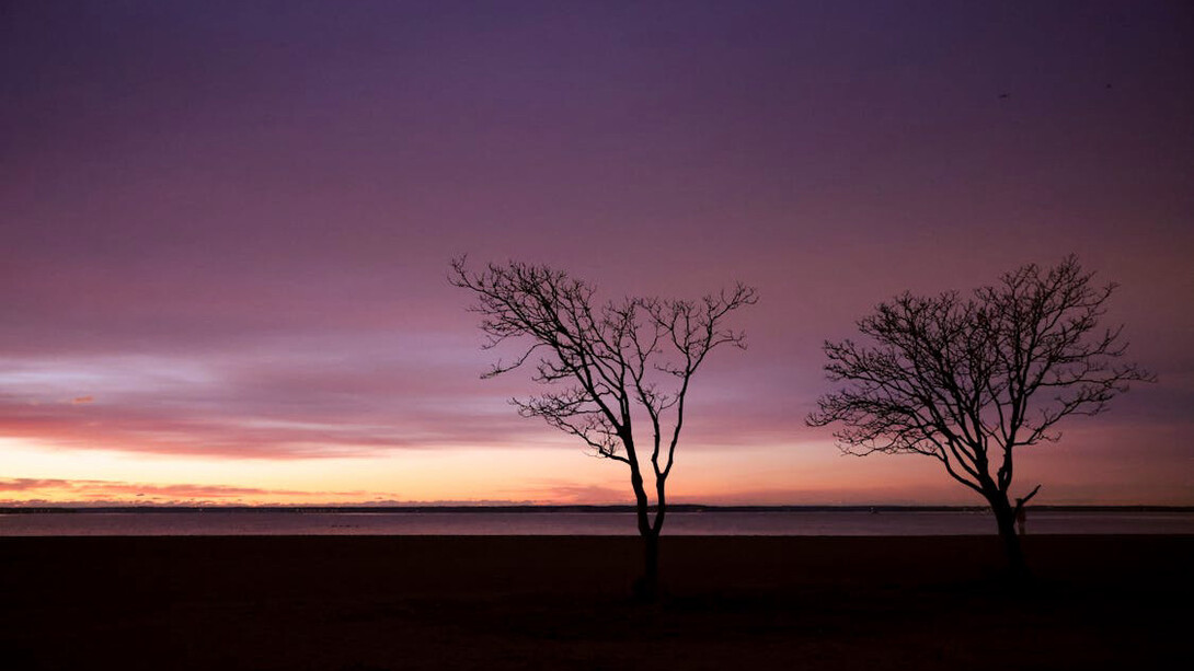 As the sun sets in a wash of pink, two lone trees stand in stark defiance against a barren landscape, reminding us of the cost of survival amidst desolation