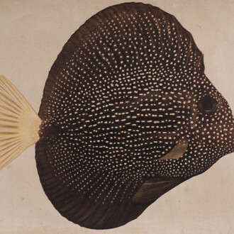 Buck, Jethro Dream Time Tang. Courtesy of Crane Kalman Gallery