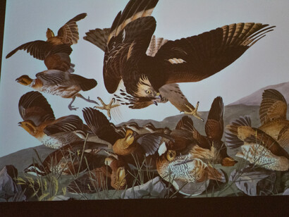 John James Audubon, Audubon’s birds of America, exhibition view. Courtesy of Field Museum