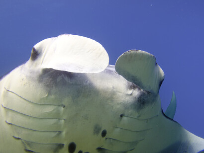 A ridosso di Komodo si scontrano le acque dell’Oceano Pacifico e dell’Oceano Indiano
