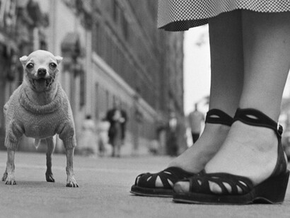 ‘Dog Dogs’ in Toulon. Courtesy of Magnum Photos