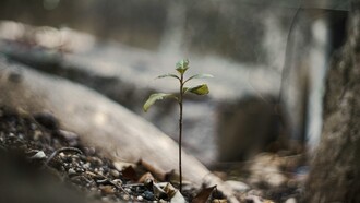 La résilience est cette capacité qui nous permet de surmonter les difficultés