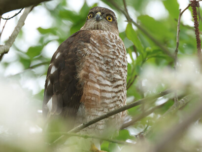 Eurasian Sparrowhawk © Gehan de Silva Wijeyeratne
