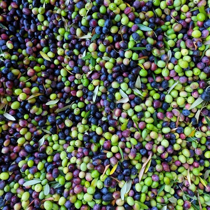 La cultura dell’olio in Italia è radicata da secoli e continua a essere tramandata attraverso metodi di produzione artigianali e sostenibili