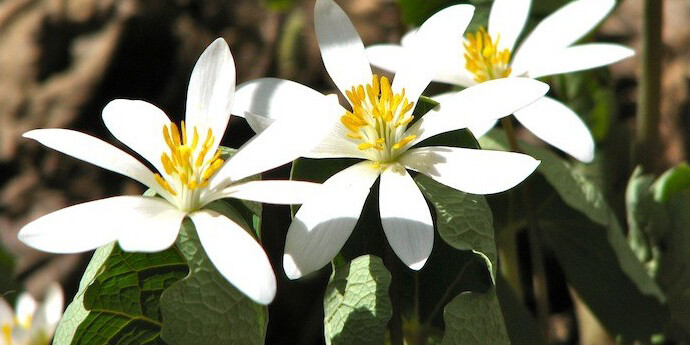 Native Plants and the Environment. Courtesy of Montshire Museum of Science