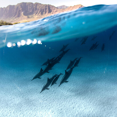 Golfinhos. Peixes, sereias, ninfas, em imaginário e realidade