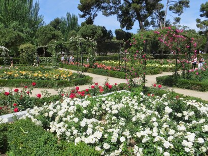 Madrid. Miles de rosas en la rosaleda del Parque del Oeste