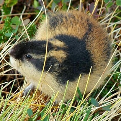 Seuls les lemmings les plus forts et les plus intelligents survivent