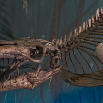 Dinosaur Hall. Courtesy of Royal Tyrrell Museum