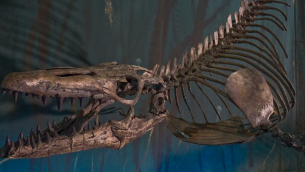 Dinosaur Hall. Courtesy of Royal Tyrrell Museum