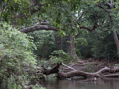 Riverine habitat in Yala Block 5 © Gehan de Silva Wijeyeratne