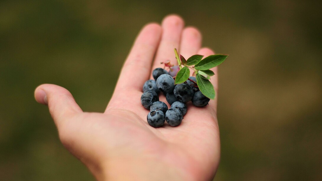 Hands gently holding a handful of fresh blueberries, a fruit packed with antioxidants and vitamins that support heart health, boost immunity, and promote overall wellbeing