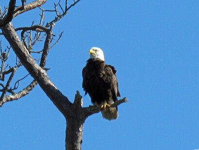 Eagle in Cedar Environmental Park
