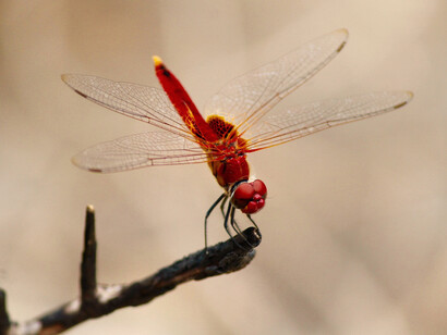 Libélula roja