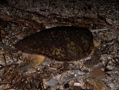 The sea turtle is a Hawkbill nesting in Los Garzos beach
