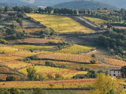 Vigneti del Mandrolisai