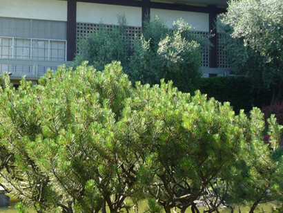 Il Giardino Giapponese di Roma. Ph Simonetta Sandri