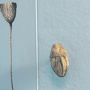 Felix M. Warburg Hall of New York State Environment. Courtesy of American Museum of Natural History