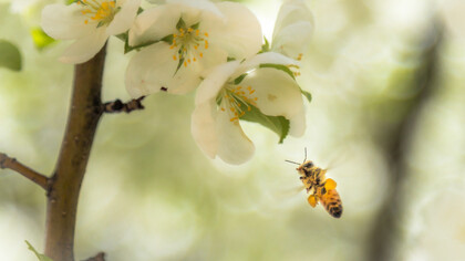 Fable of the Honey Bees