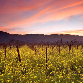 Come il vento nel mare