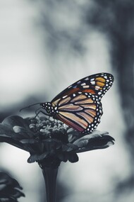 Butterflies for Global Health