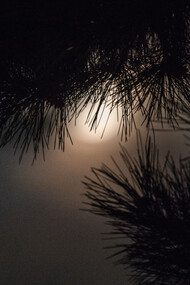 Moon through Pines, ph. Michael Stillwater