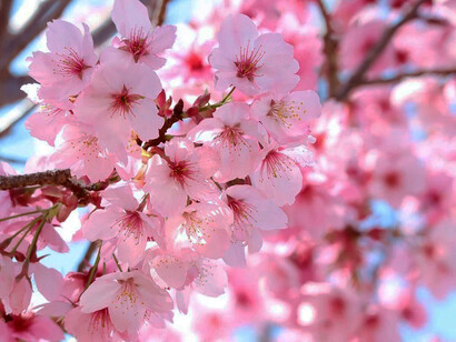 En la actualidad, la flor representa inocencia, sencillez y el renacimiento que trae la primavera