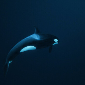 Whiteout: Visions from an Eternal Winter. Courtesy of Paul Nicklen Gallery 