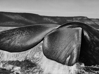 Sebastião Salgado, Southern right whale, Valdés Peninsula, Argentina, 2004, gelatin silver print, 24 x 35
 inches/61 x 89 cm © Sebastião Salgado/Amazonas Images
