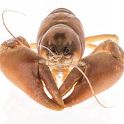 Invertebrate Zoology. Courtesy of Royal BC Museum