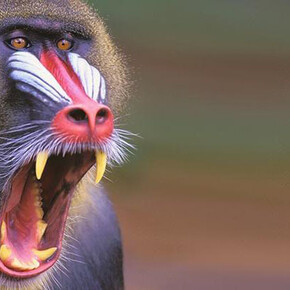 Monkeys. Courtesy of Royal Belgian Institute of Natural Sciences