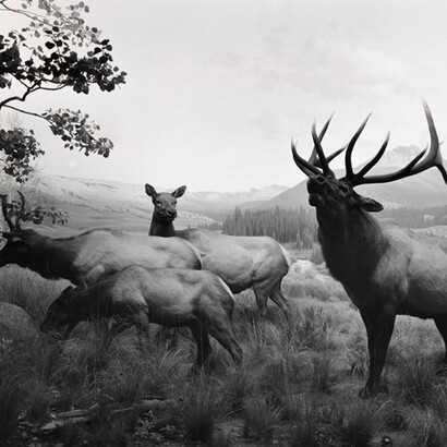 Hiroshi Sugimoto. Courtesy of Tel Aviv Museum of Art