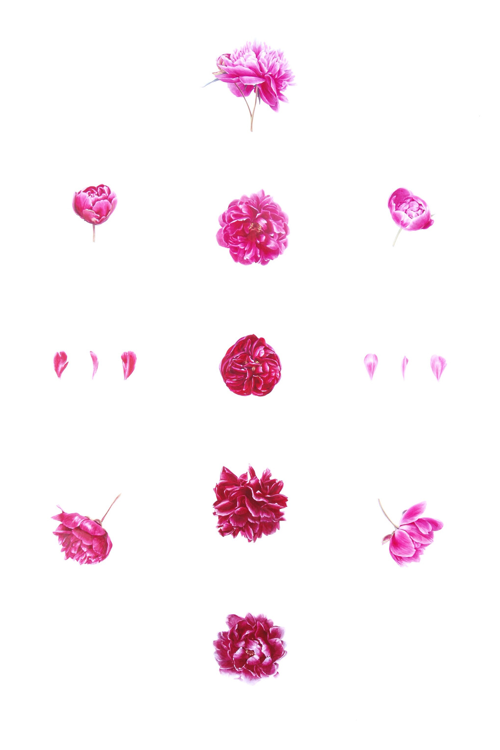 Coral Guest, Phenology Cabinet of the Incandescent Petal Series I, Acrylic on canvas, 153 x 102 cm