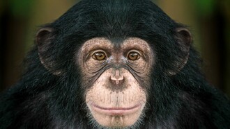 Revenge is a feeling as old as the history of our humanity and of animals too 