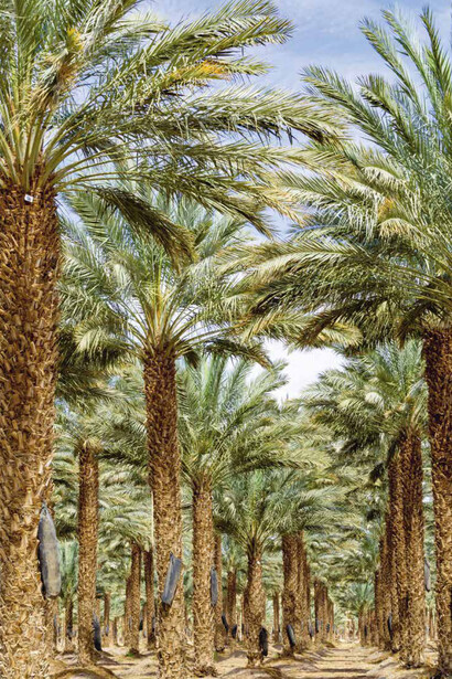Optimize your healthy food production strategy by investing in Mejhool date palm cultivation
