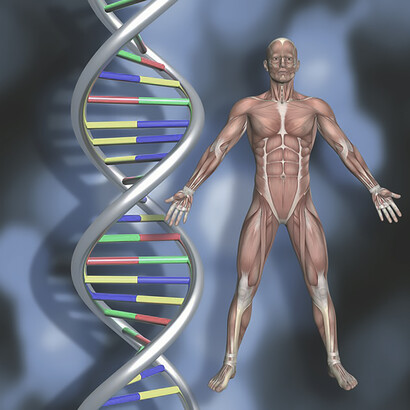 Dna strands with 3d male figure with muscle map
