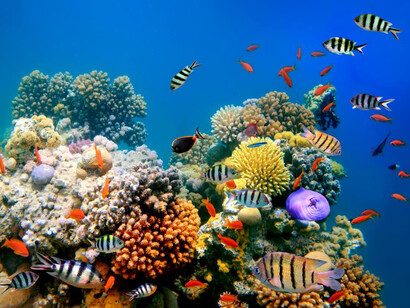 Arrecife de coral tropical